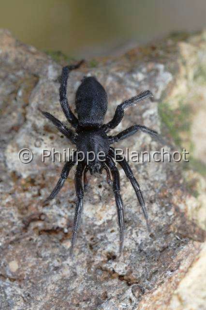 Gnaphosidae_0209.JPG - France, Araneae, Gnaphosidae, Araignée (Zelotes sp), Ground spider